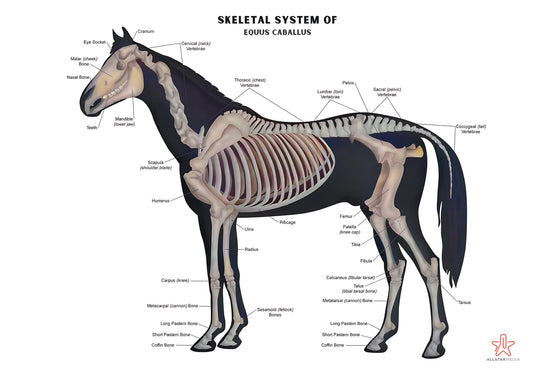 Animals Skeleton Bones Horse Anatomy Chart | Educational Equine Veterinary Poster