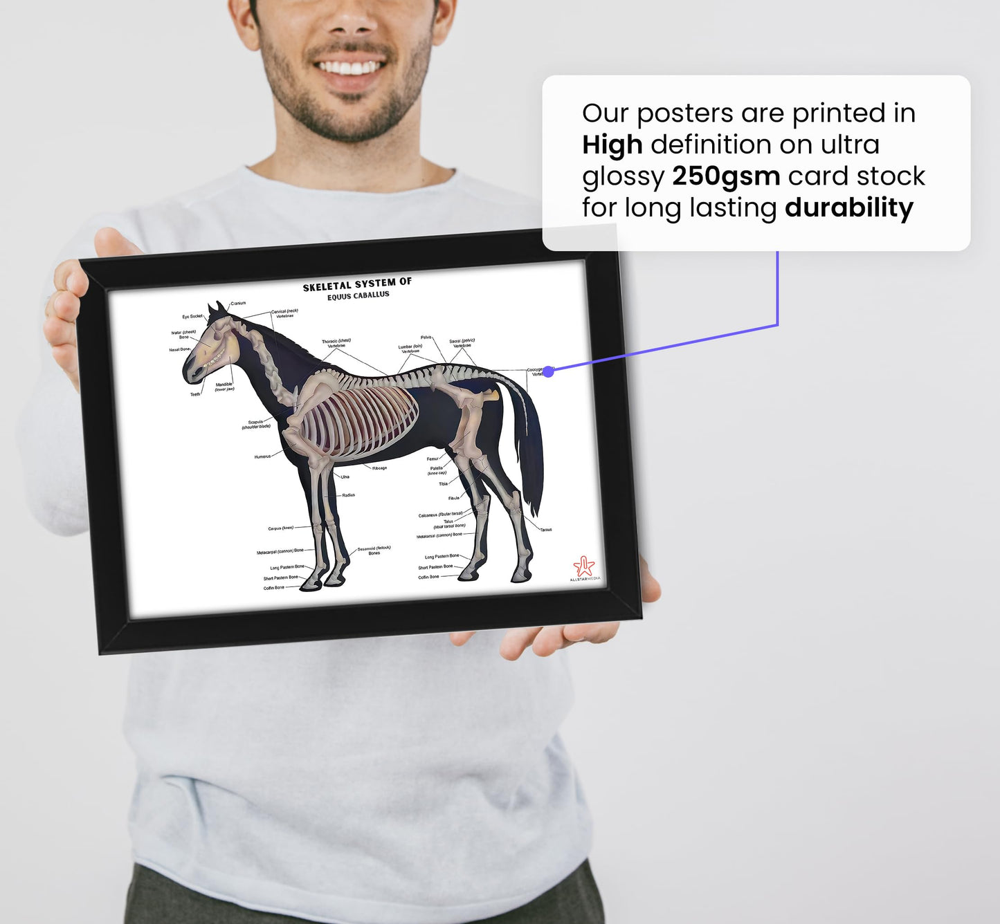 Animals Skeleton Bones Horse Anatomy Chart | Educational Equine Veterinary Poster