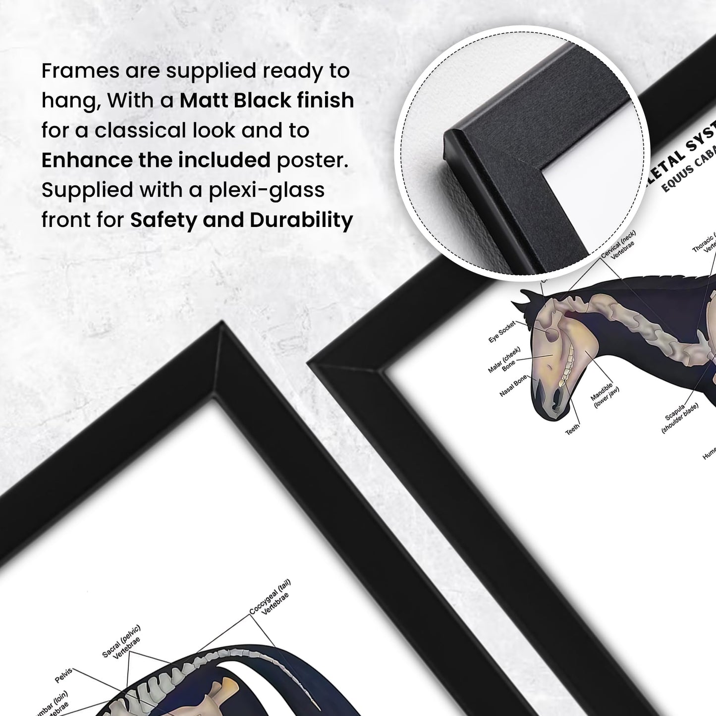Animals Skeleton Bones Horse Anatomy Chart | Educational Equine Veterinary Poster
