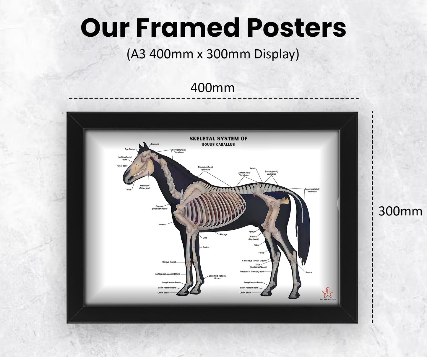 Animals Skeleton Bones Horse Anatomy Chart | Educational Equine Veterinary Poster
