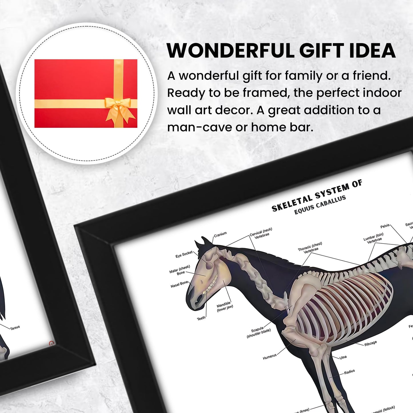 Animals Skeleton Bones Horse Anatomy Chart | Educational Equine Veterinary Poster